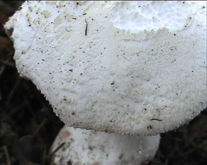 Agaricus benesii   (Pilat)  Singer